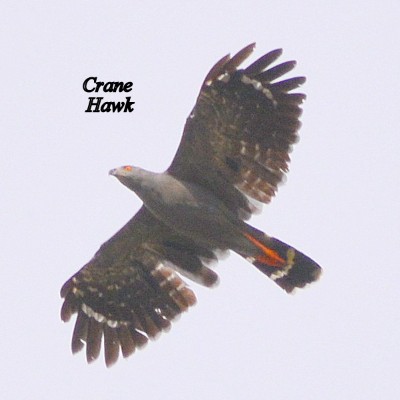 Crane Hawk